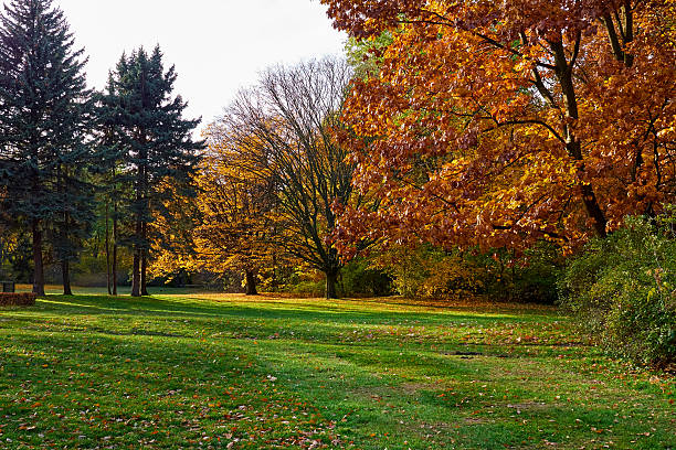 istock Colorful foliage in the autumn park 618540484
