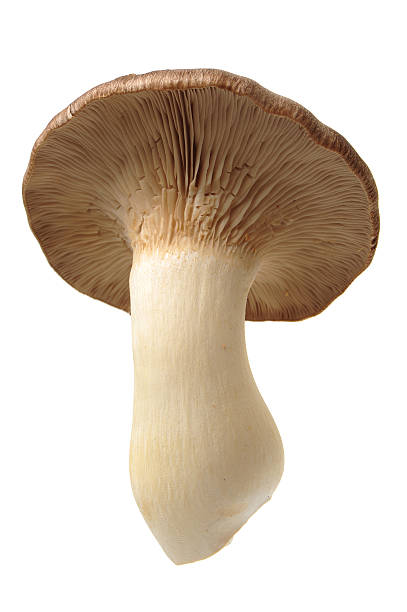 istock King oyster mushroom Pleurotus eryngii 618541754