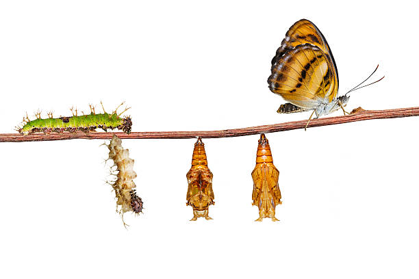 istock Isolated life cycle of colour segeant butterfly on white 618542234