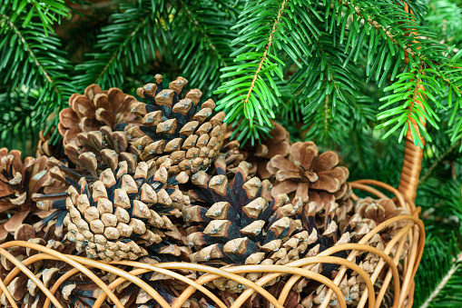 Pine cones in a basket with branches of conifer close up