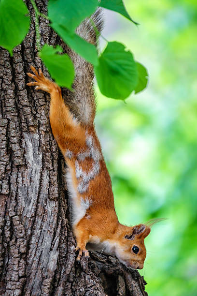 istock Beautiful hunting squirrel on a tree in a city park 618542508
