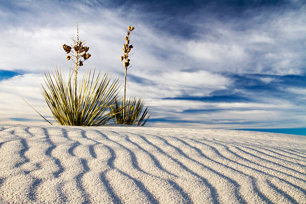 yucca na pomnik narodowy white sands - desert new mexico sand white sands national monument zdjęcia i obrazy z banku zdjęć