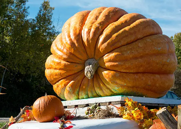 Giant pumpkin grown by local farmers weights 930 lbs on display at roadside out of a small village in Canada before Halloween.