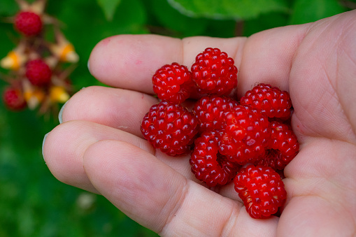 Berry in hand. Harvesting time in countryside. Farming. Female hand