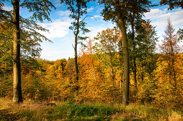 istock Beautiful forest in autumn 618545818