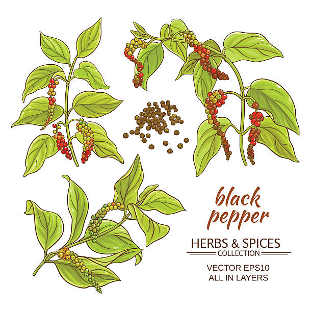 kuvapankkikuvitukset aiheesta musta jauhettu pippuri - pepper plant