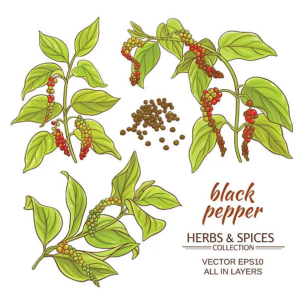 Vector illustration of black ground pepper