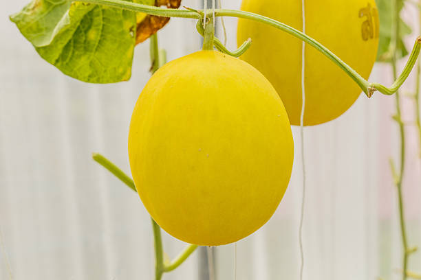 istock Yellow Cantaloupe melon growing in a greenhouse. 618548304