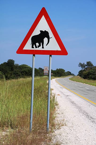 istock Traffic signs in Botswana, Africa - Caution Elephants! 618548964