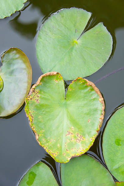istock heart Lotus leaf, Lotus leaf-shaped heart 618549024