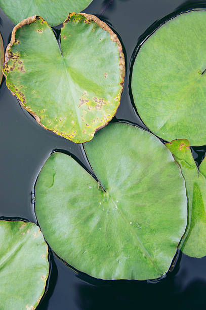 istock heart Lotus leaf, Lotus leaf-shaped heart 618549102