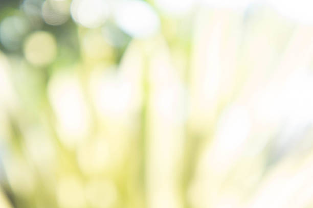 istock abstract plant of sunlight bokeh style summer 618549200