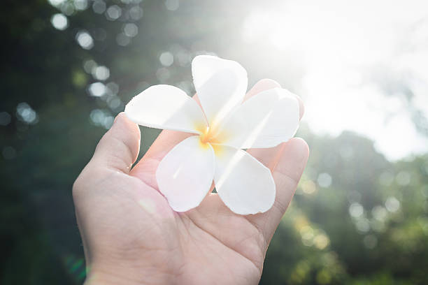 Hand holding Flower (Symbol of Peace) stock photo