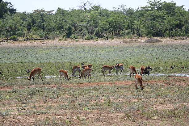 istock Springbok in the Bwabwata National Park, Namibia Africa 618550846
