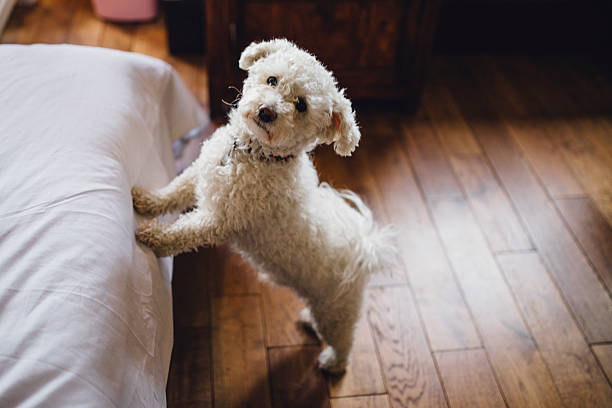 i want to go on the bed - bichon frisé stockfoto's en -beelden