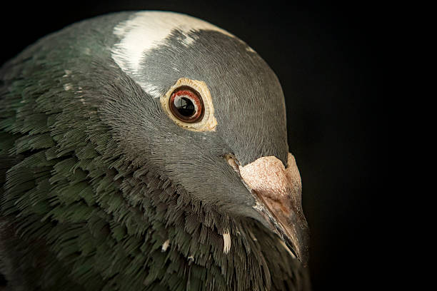 istock angry eyes of speed racing pigeon bird 618553232