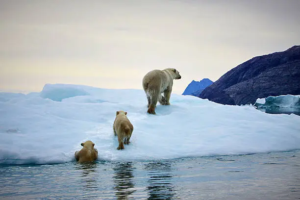 Polarbear mother leading her two cubs onto slab of ice