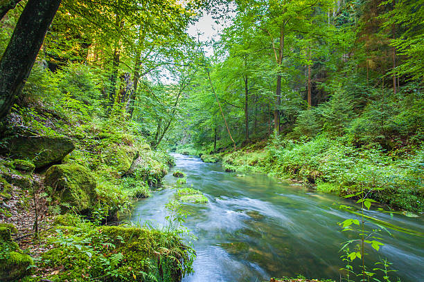 istock Canyon scenery and trails Kamnitz Gorge in the Czech Switzerland 618554414