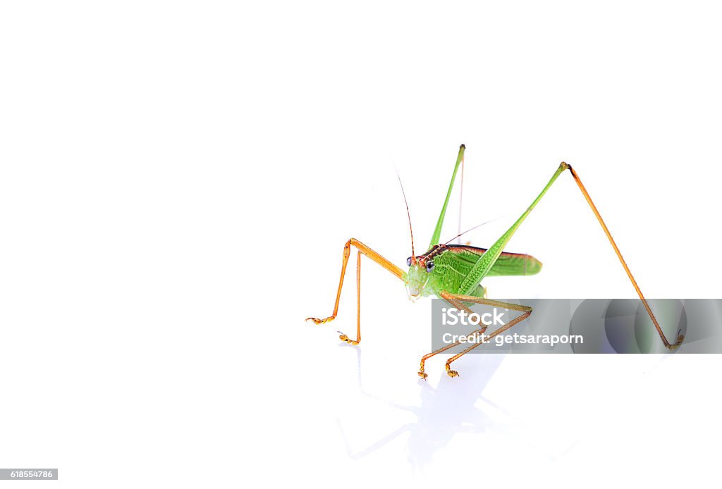 Green grasshopper isolated on white background. Animal Antenna Stock Photo