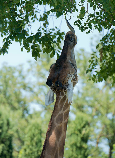 istock Giraffe and his tongue 618555034