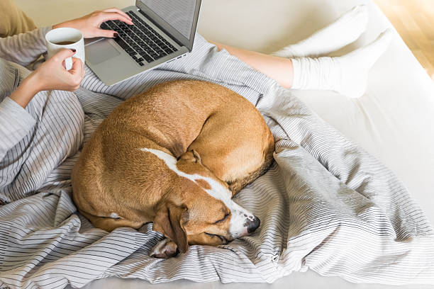 istock Dog in bed with human, top view 618555910