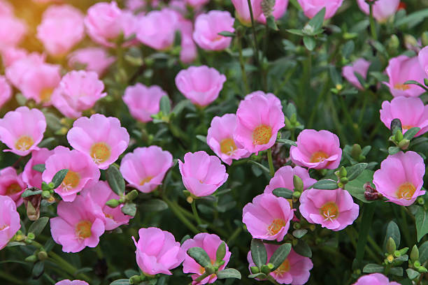 istock Common Purslane, Verdolaga, Pigweed, Little Hogweed, Pusley 618556632