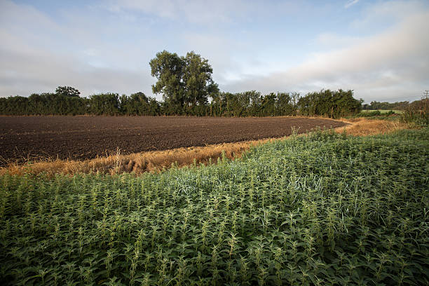 ploughed フィールド - drury lane ストックフォトと画像