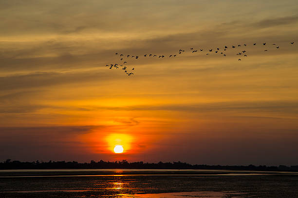 istock Sunset with flying birds flying past. Beautiful nature 618557832