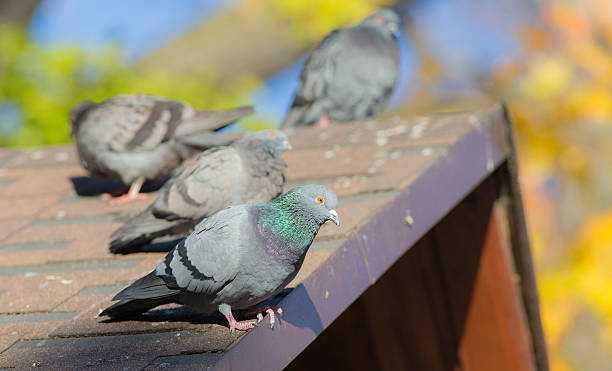 istock pigeons sitting on a roof 618610502
