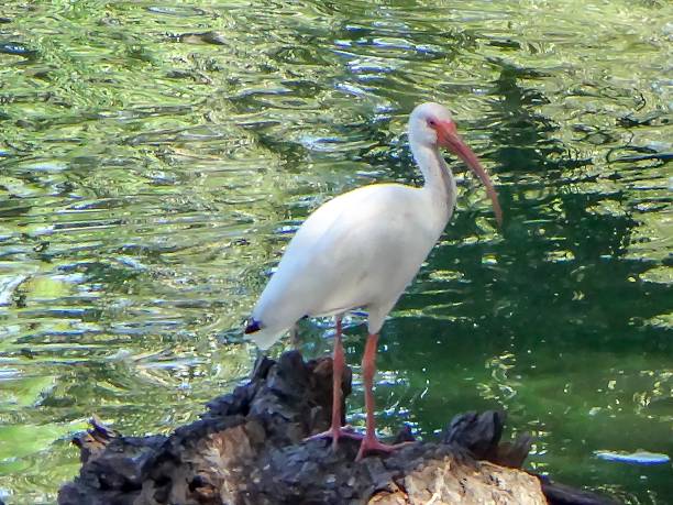 istock white ibis bird in a cypress swamp 618612878