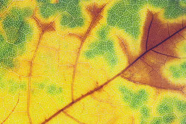 Background of yellow and green leaf. Macro cell structure of a leaf. Extreme macro. veining stock pictures, royalty-free photos & images