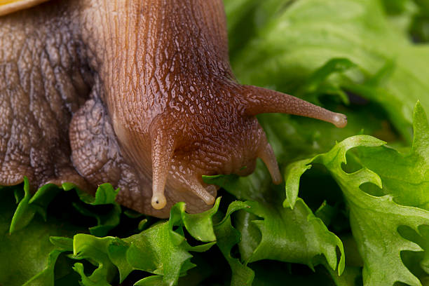 istock the Achatina snail 618613526
