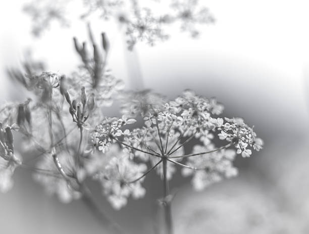 istock Flowers B&W abstact Nature 618613542