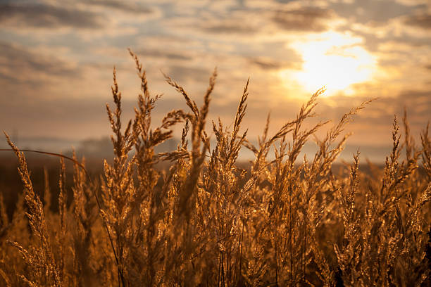 istock view of sunrise over golden meadow 618613904