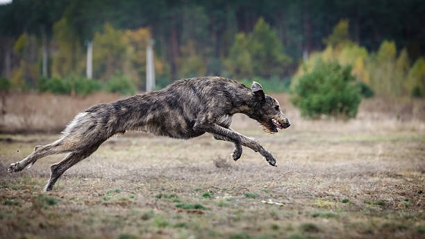 istock Coursing. Irish Wolfhound dog runs 618614894