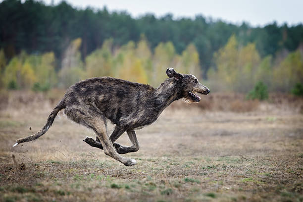 Coursing. Irish Wolfhound dog runs Coursing. Irish Wolfhound dog runs across the field. Autumn day wolf snout pictures stock pictures, royalty-free photos & images
