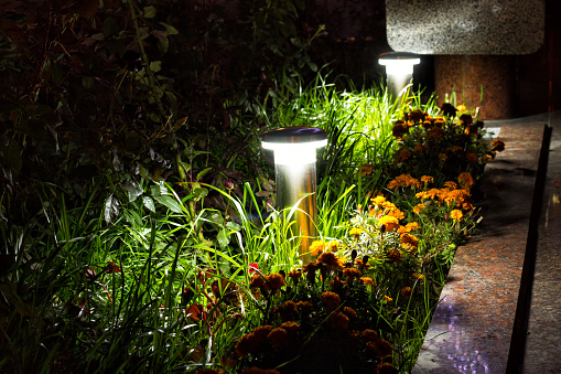 Illuminated Garden by LED Lighting. Grass and orange flowers Tagetes Marigolds at at night