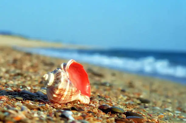 Rapa whelk shell on a sea beach