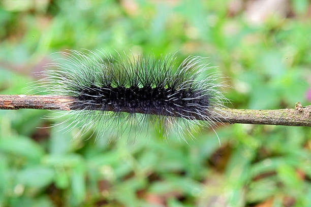 istock Moth's caterpillar in the forest 618617280