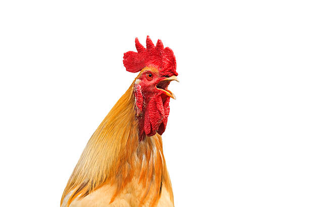 istock the head of a rooster with a red crest sings 618617352