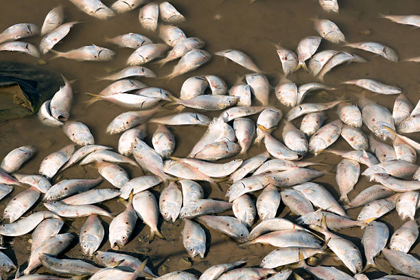 istock The mass death  fish, Texas, Colorado River 618618020
