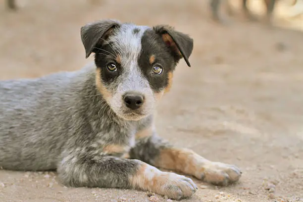 Australian Cattle Dog Puppy (Cattle Dog/Heeler) on dirt with natural lighting