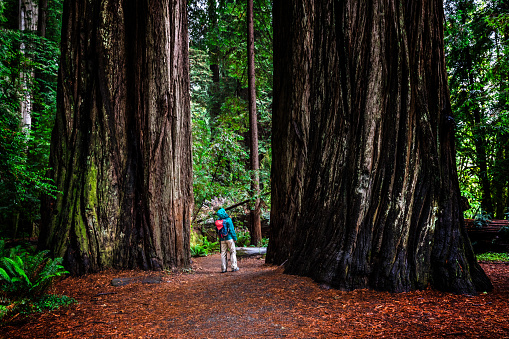 Woman at Stout Grove on trail through the Jedediah Smith Redwoods State Park in Northern California, USA