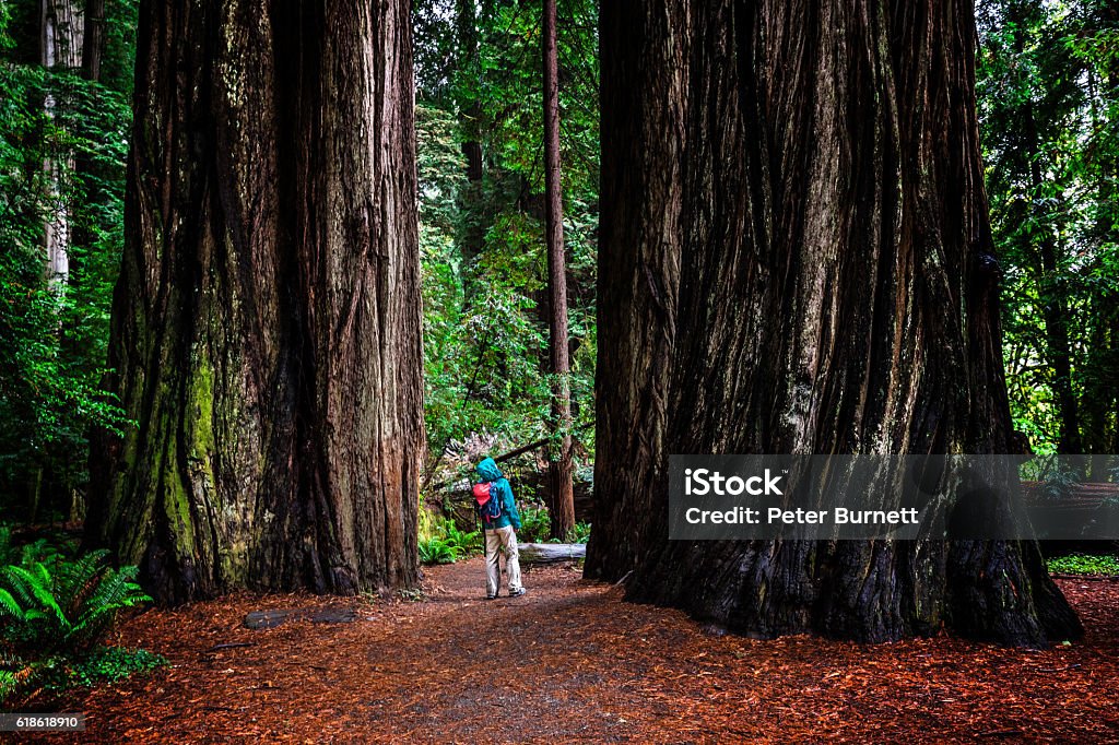 Woman at SG in Jedediah Smith Redwoods State Park, CA Woman at Stout Grove on trail through the Jedediah Smith Redwoods State Park in Northern California, USA Redwood Forest Stock Photo