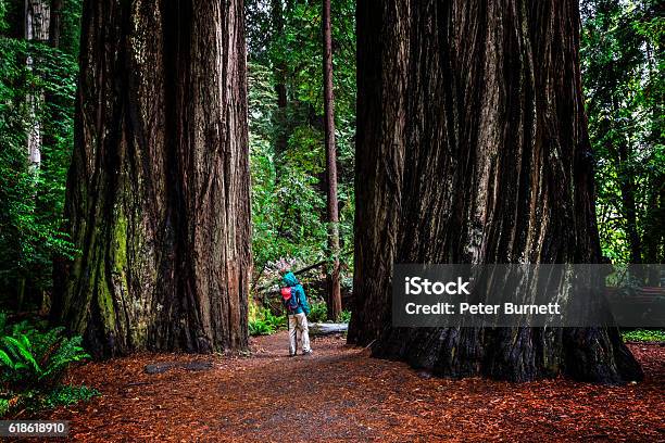 Woman At Sg In Jedediah Smith Redwoods State Park Ca Stock Photo - Download Image Now