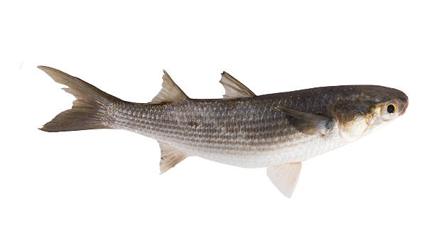 istock Striped mullet (Mugil cephalus) isolated on white background. Si 618619506