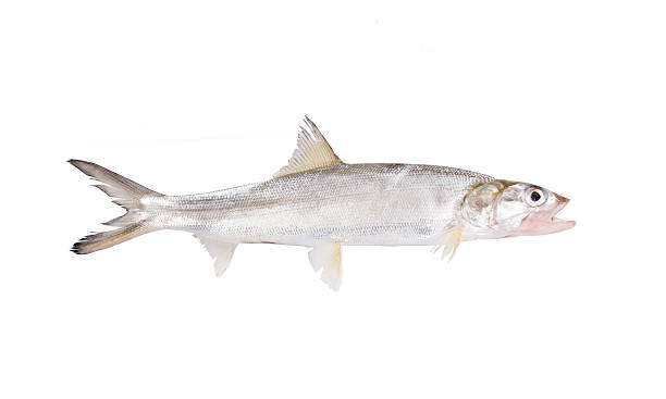 istock Fish Ladyfish  ( Elops saurus). Isolated on white background 618620426