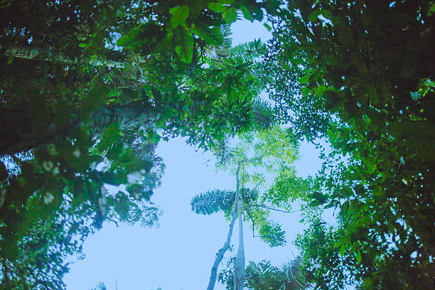 istock Madidi National Park Bolivian Amazon 618620502