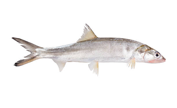 istock Fish Ladyfish  ( Elops saurus). Isolated on white background 618620562