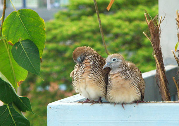 istock Wild Zebra Dove Couple Preening and Relaxing Side by Side 618621054